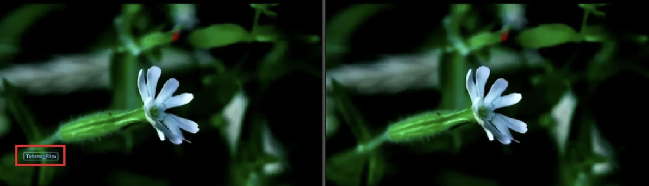 Test 3 - Semi-transparent watermark removal on Pixbim