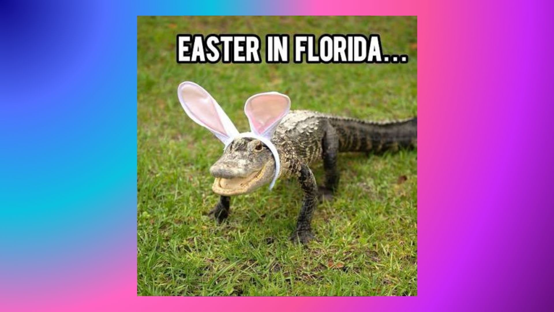 text 18. The Floridian Easter Bunny