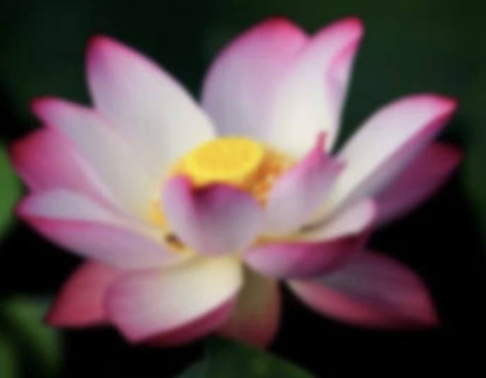 A blurred image that lacks detailing and fine textures
